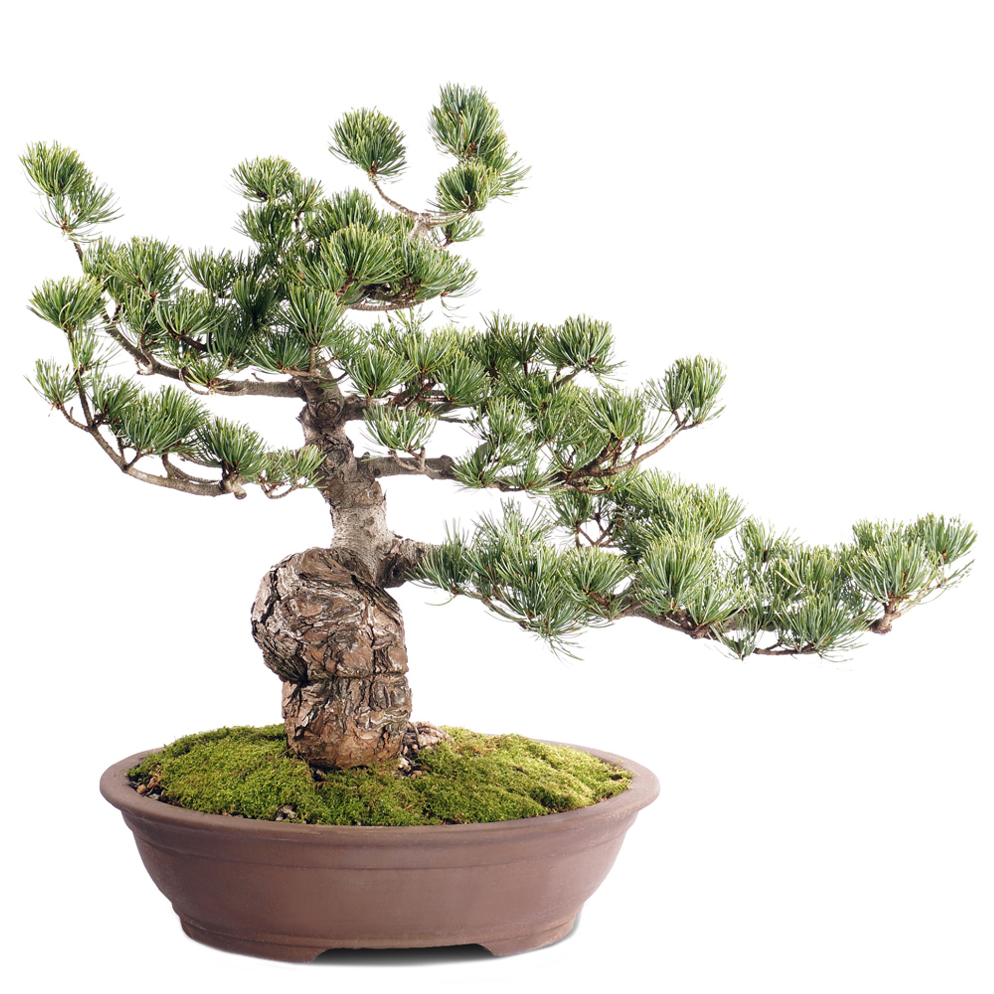 pine 5個 Imported Japanese 
