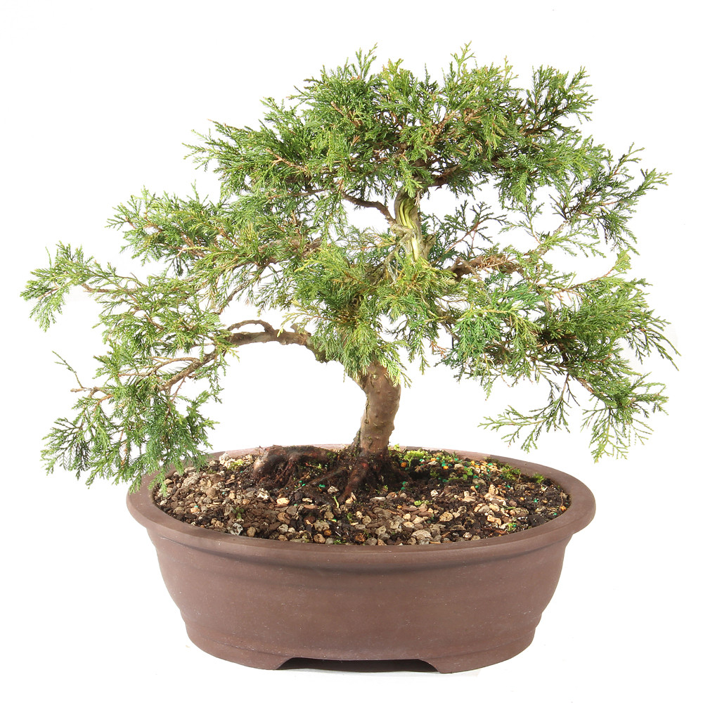 Shimpaku Juniper - ST2624SJ-E - Brussel's Bonsai