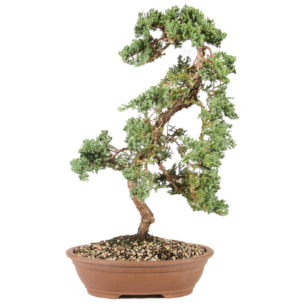 松　盆栽　1 Green Mound Juniper - ST6324GMJ-B - Brussel's Bonsai