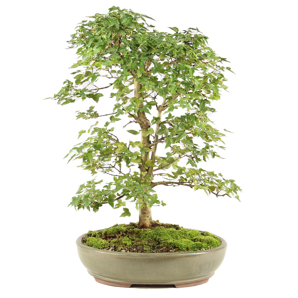 Trident Maple - ST0625TM-B - Brussel's Bonsai
