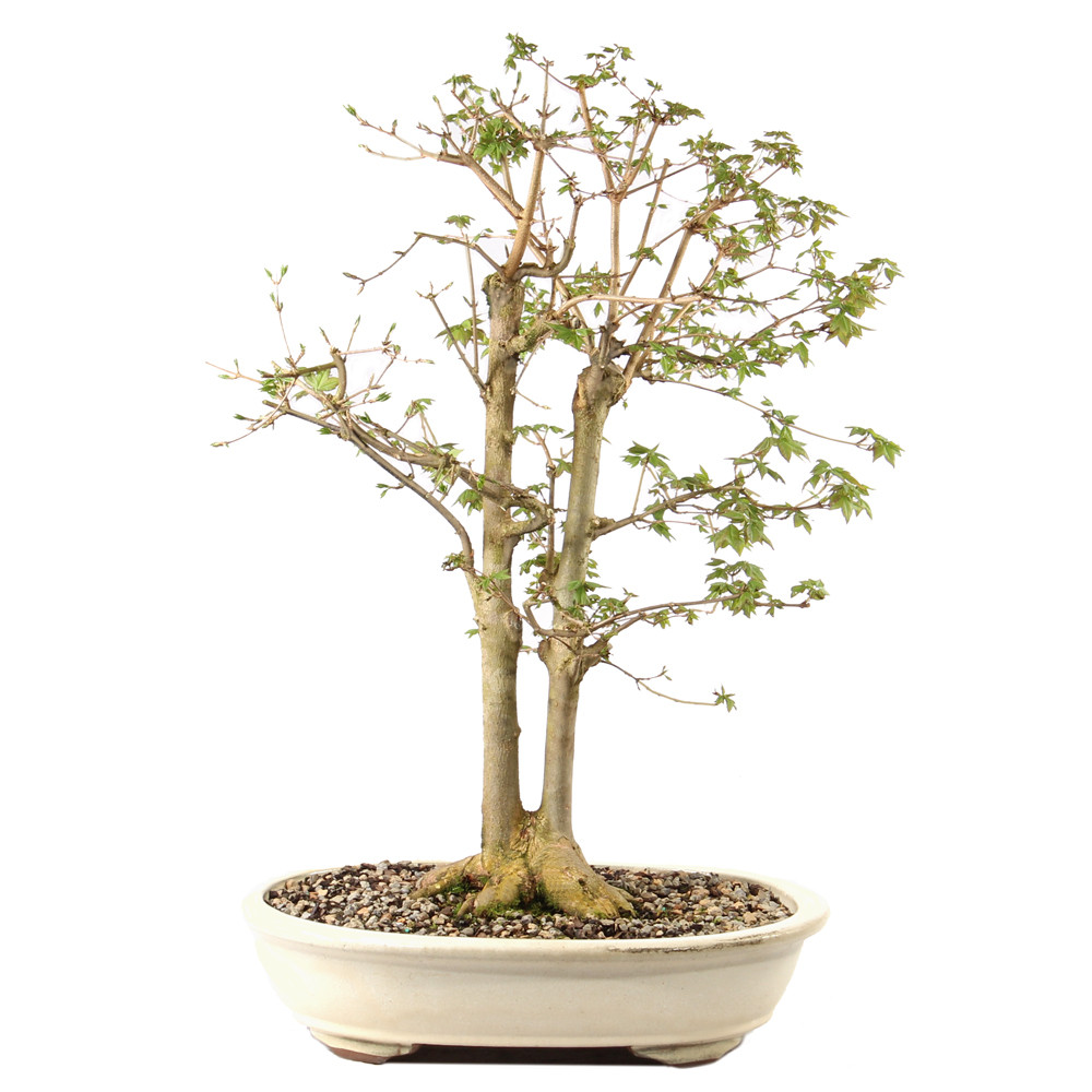 Trident Maple - ST3335TM-A - Brussel's Bonsai