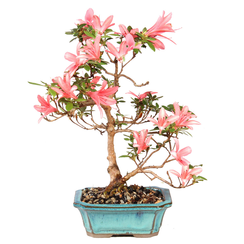 Satsuki Azalea - ST5625SA-E - Brussel's Bonsai