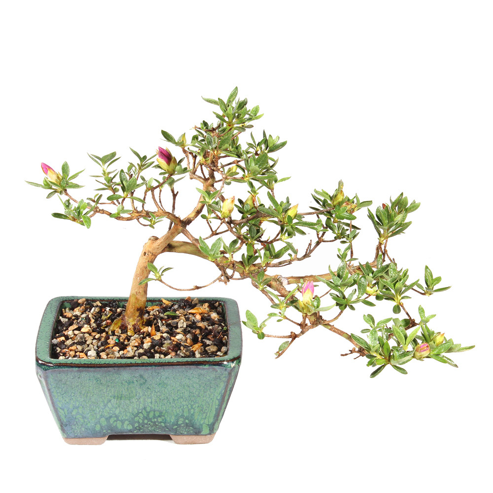 Satsuki Azalea - ST5625SA-V - Brussel's Bonsai
