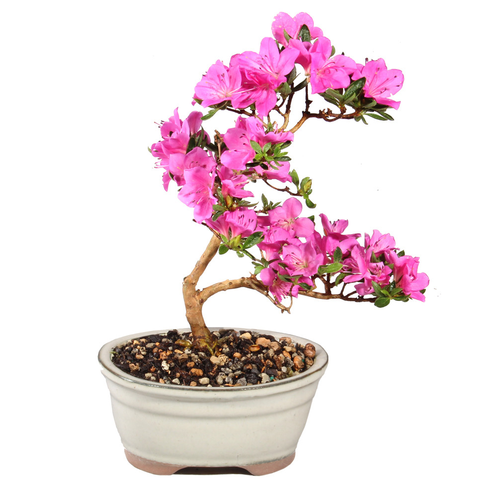 Satsuki Azalea - ST5825SA-P - Brussel's Bonsai
