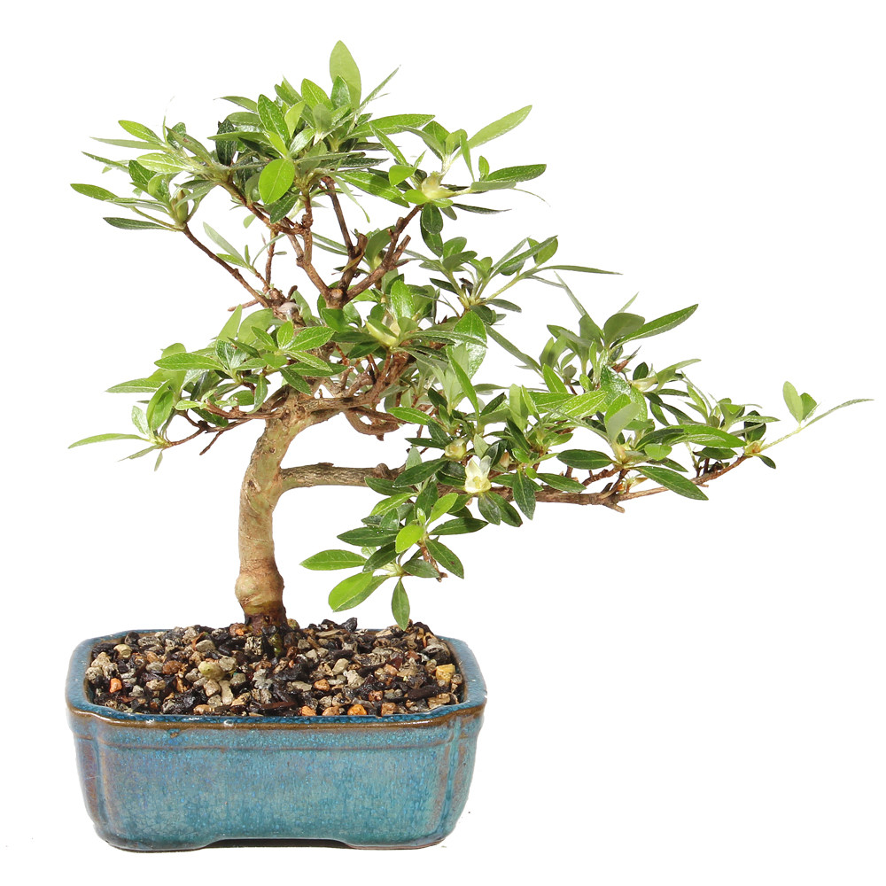 Satsuki Azalea - ST6025SA-Z - Brussel's Bonsai