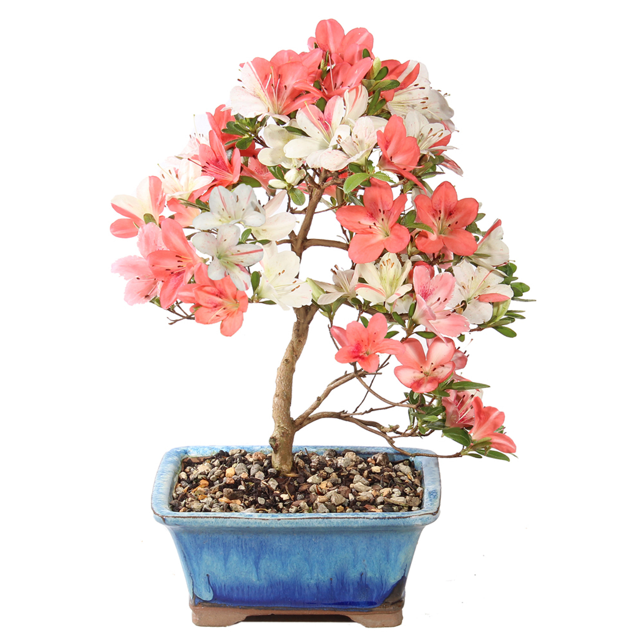 Satsuki Azalea - ST6225SA-R - Brussel's Bonsai