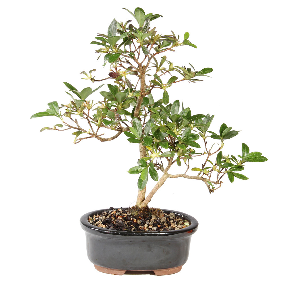 サルバトーレ 町田のピザ・イタリアン ピッツァ サルヴァトーレ クオモ アンド