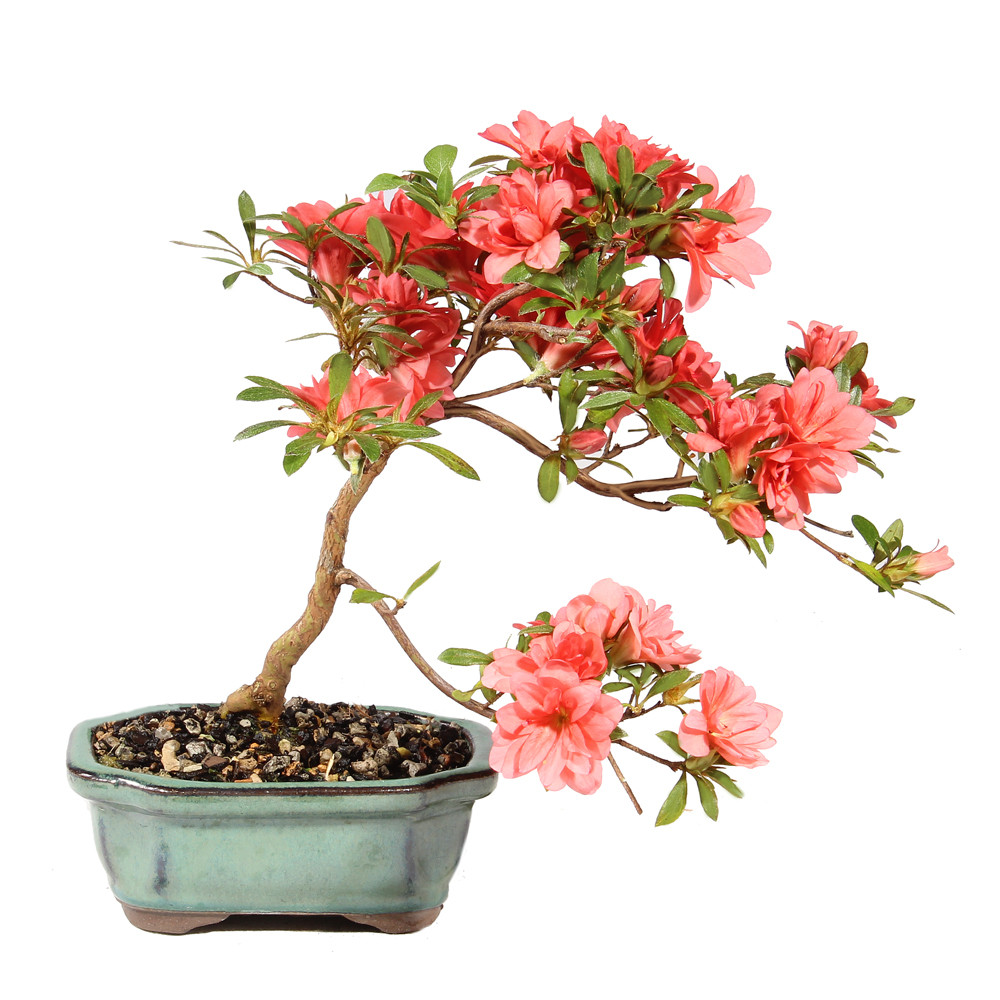 Satsuki Azalea - ST6425SA-S - Brussel's Bonsai