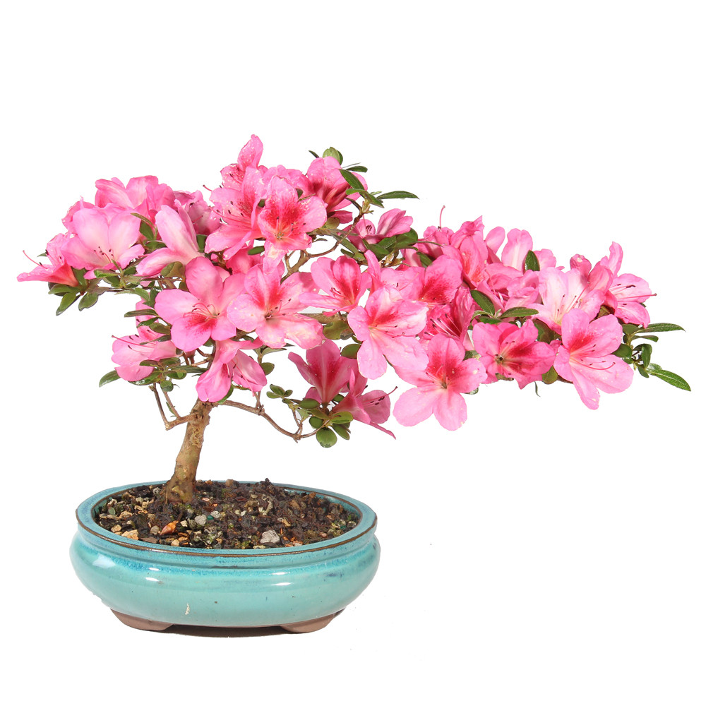 さつき 盆栽Japanese Azalea 図鑑　他合計10冊セット　超お買い得 さつき 盆栽Japanese Azalea 図鑑 他合計10冊セット 超お買い得 さつき