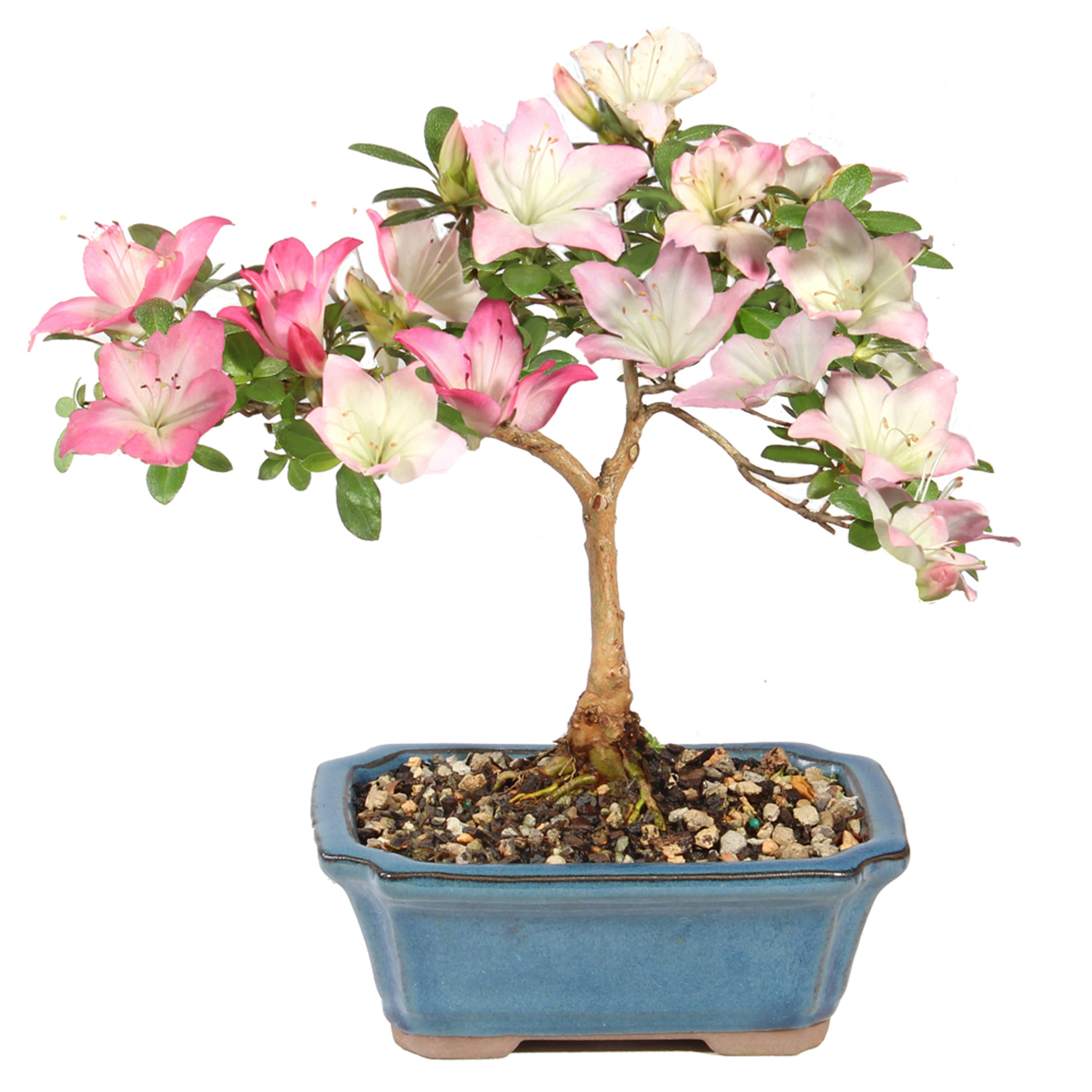 さつき 盆栽Japanese Azalea 図鑑　他合計10冊セット　超お買い得 Satsuki Azalea - ST6625SA-M - Brussel's Bonsai