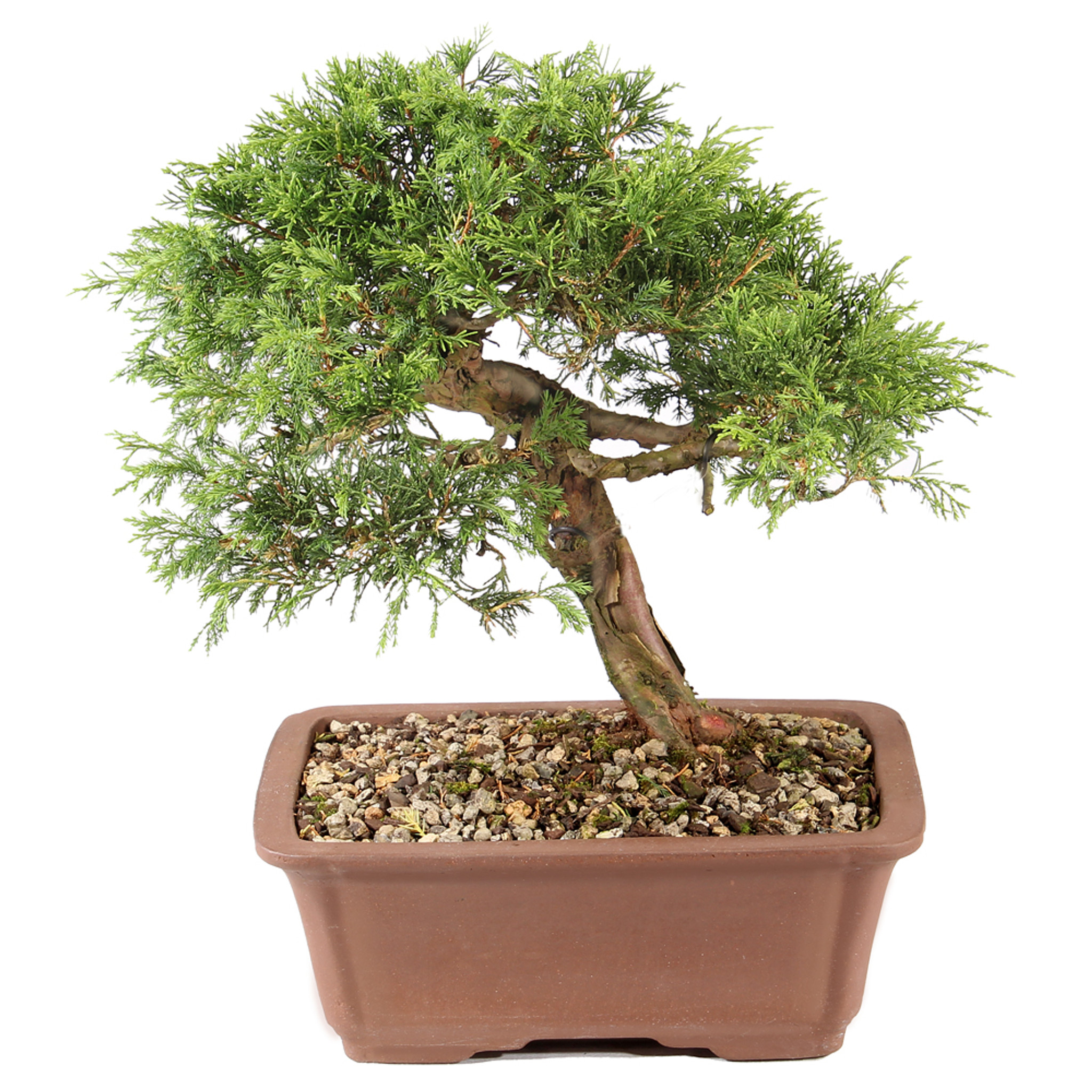 ピカソ　牧神 Shimpaku Juniper - ST7325SJ-F - Brussel's Bonsai