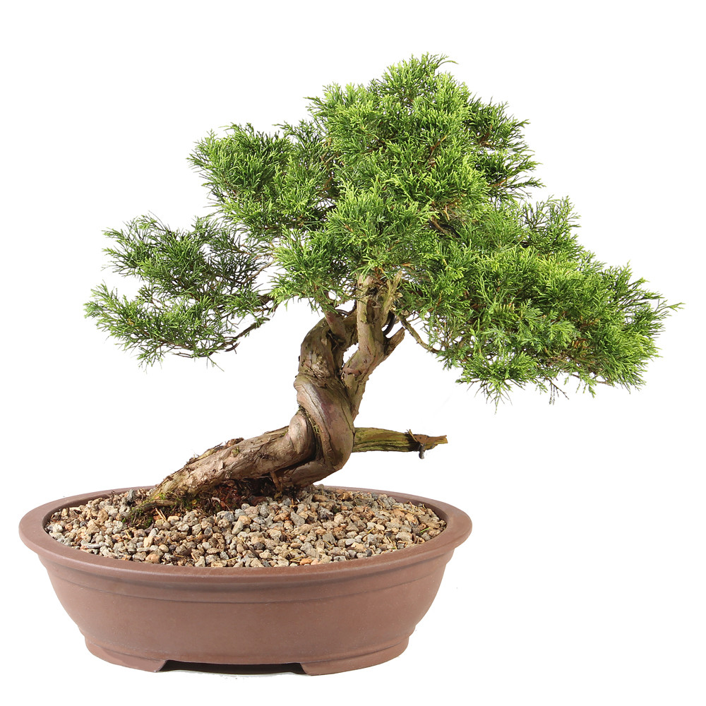 Shimpaku Juniper - ST7525SJ-E - Brussel's Bonsai