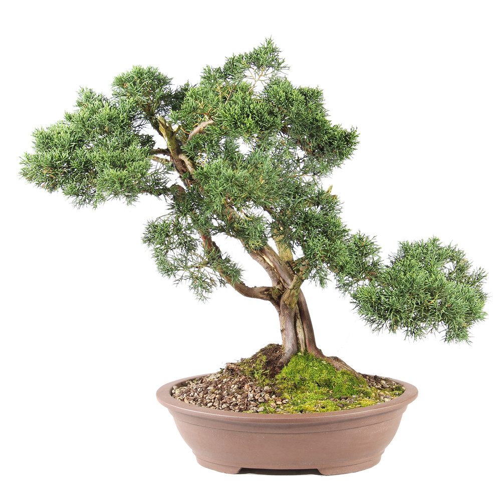 Shimpaku Juniper - ST7925SJ-D - Brussel's Bonsai
