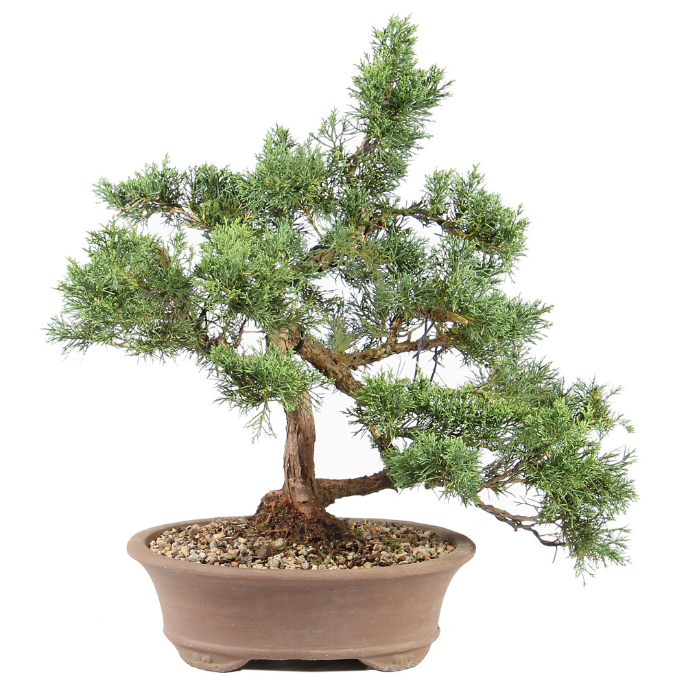 shiyu  Shimpaku Juniper - ST8125SJ-C - Brussel's Bonsai