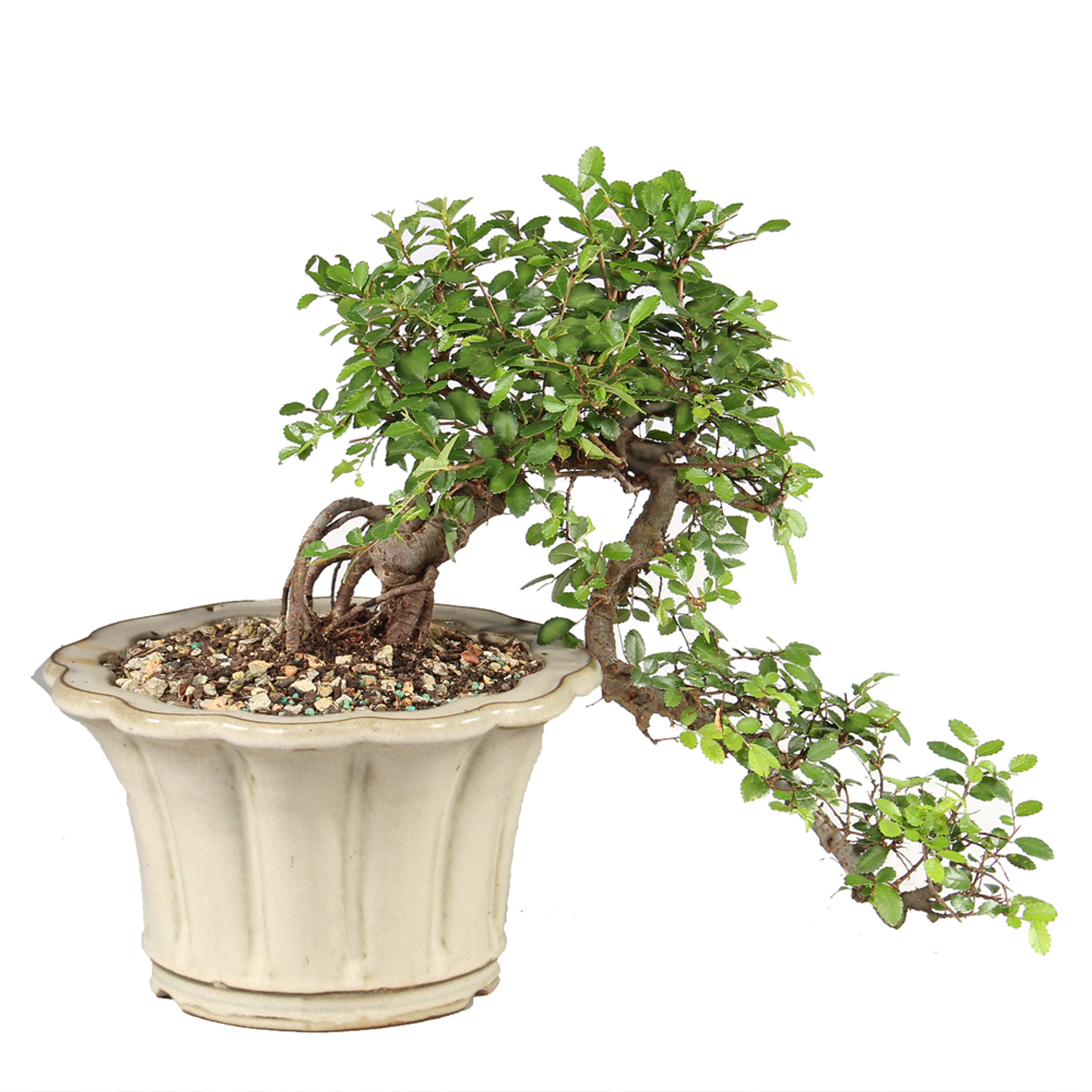 藍釉開片八方鉢 盆栽 多肉菖蒲盆栽 植木鉢 景德镇 装饰品 工艺品 置物 藍釉開片八方鉢 盆栽 多肉菖蒲盆栽 植木鉢 景德镇 装饰品 工艺品