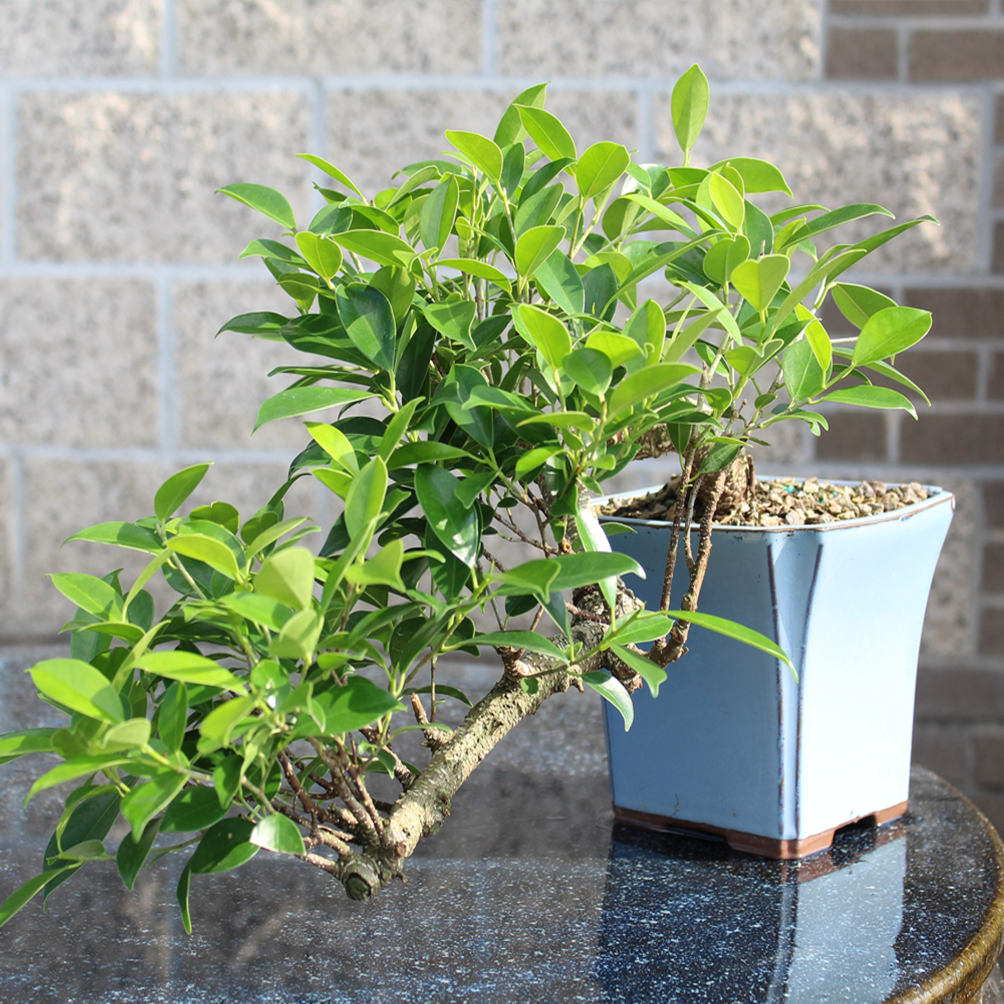 イチジクの大苗。Golden side UCR278-128 Golden Gate Ficus - CT0225GGF - Brussel's Bonsai