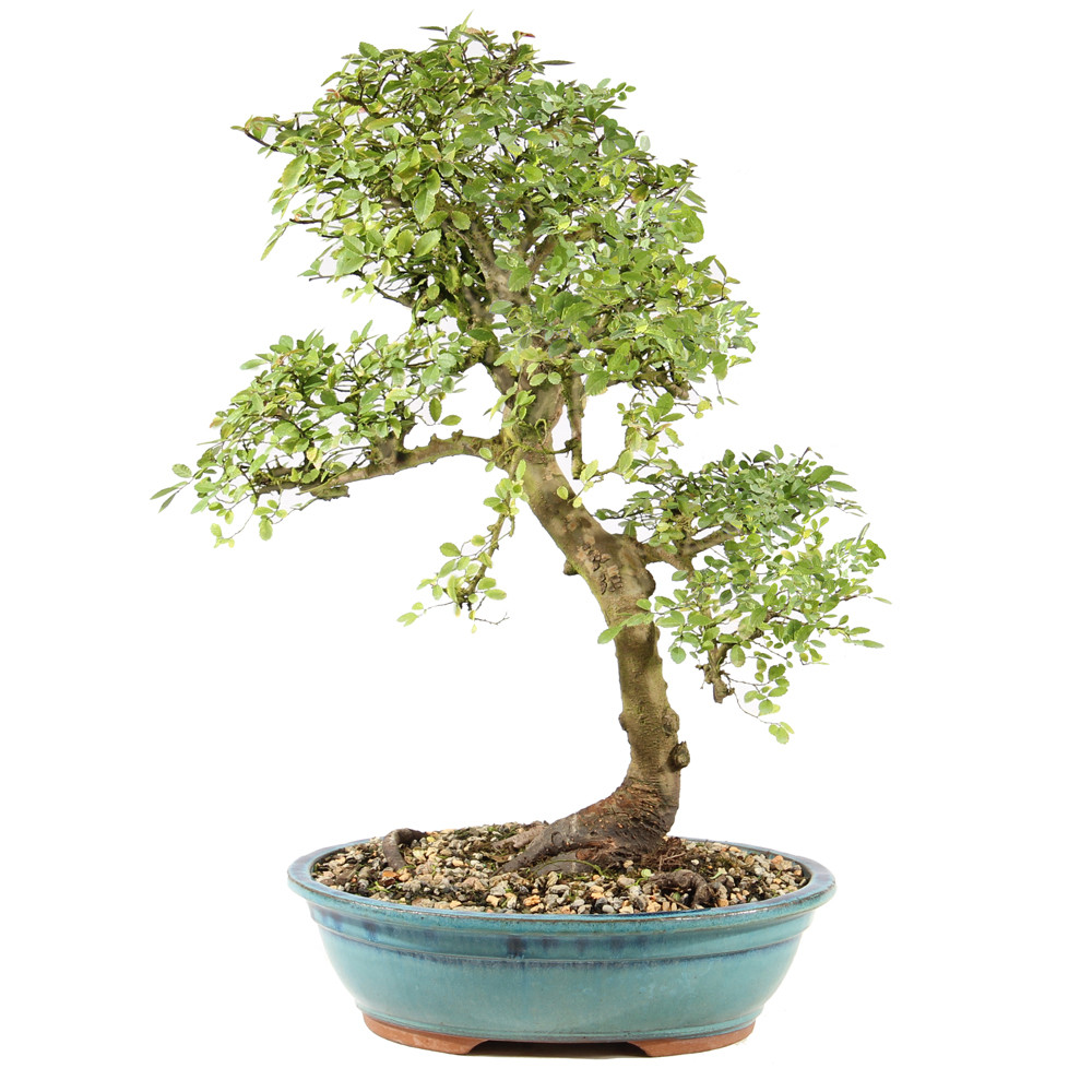 Chinese Elm - ST9025CE-Q