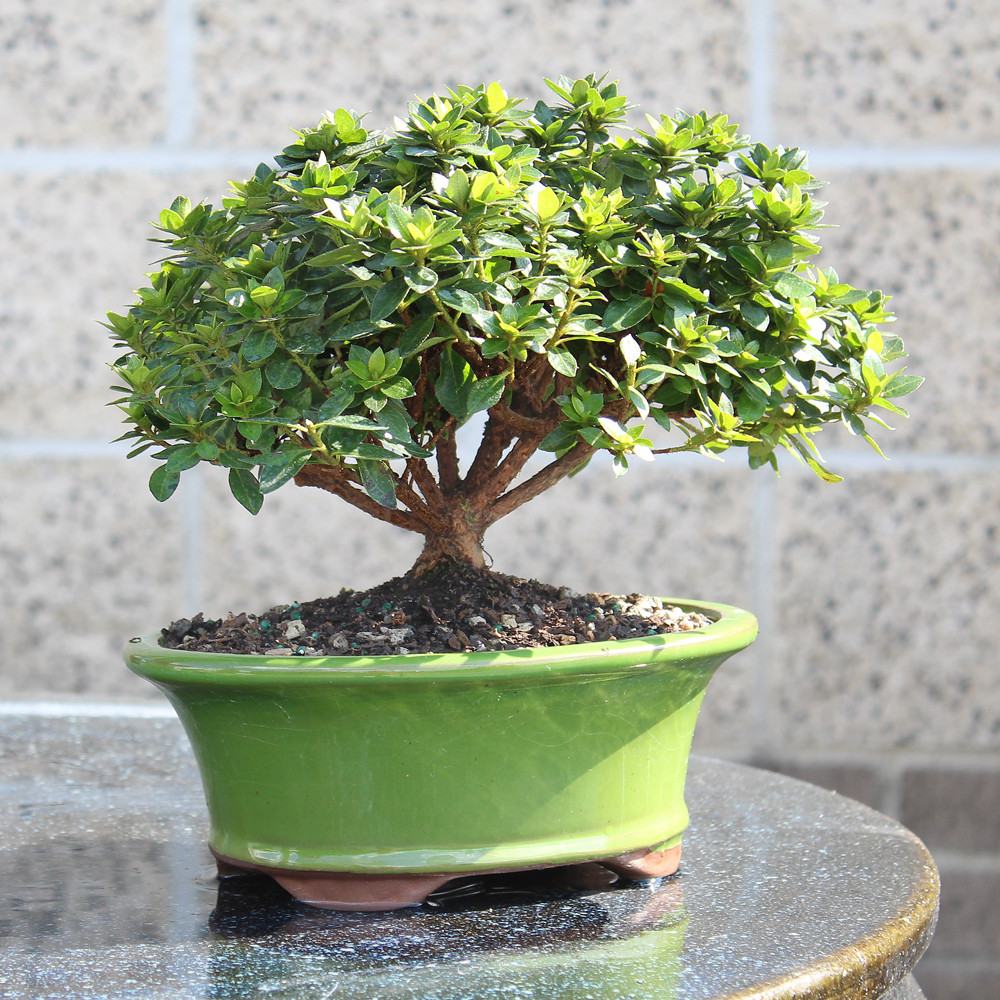 Satsuki Azalea 'Kazan' - DT1025RKA - Brussel's Bonsai
