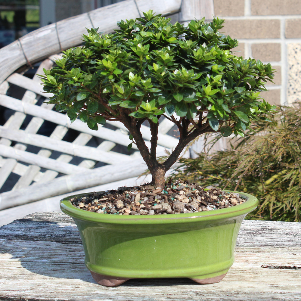 Satsuki Azalea 'Kazan' - DT1025RKA - Brussel's Bonsai