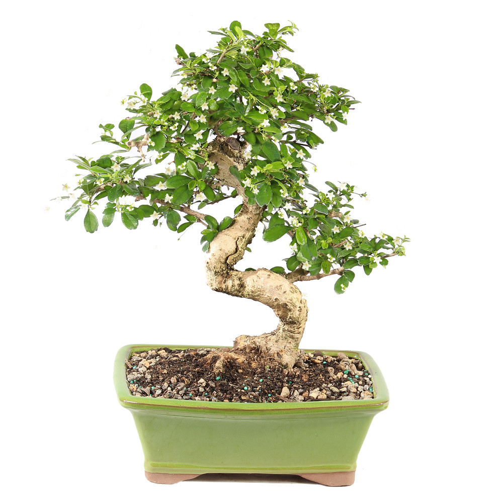 BONSAI出品 Fukien Tea - ST0125FT-D - Brussel's Bonsai