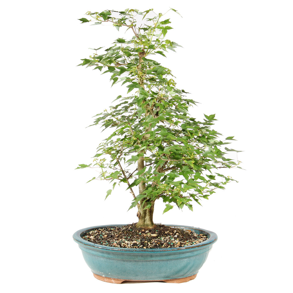 Trident Maple - ST1926TM-D - Brussel's Bonsai