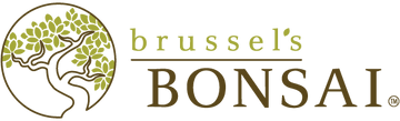 Brussel's Bonsai