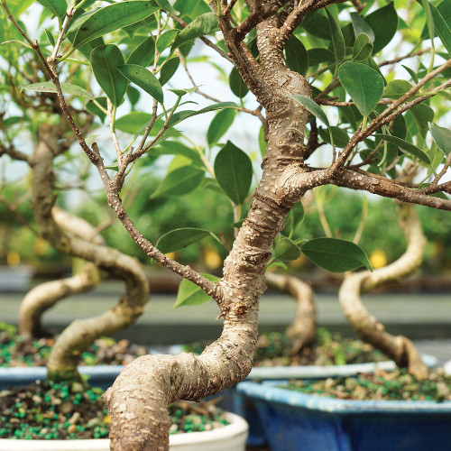 Golden Gate Ficus small Ficus microcarpa in ceramic plant pot