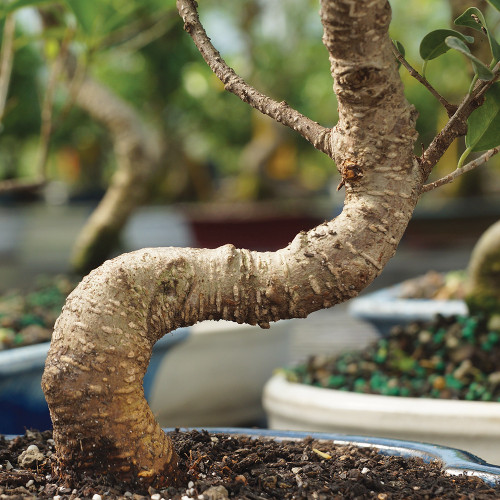 Golden Gate Ficus small Ficus microcarpa Indoor Bonsai