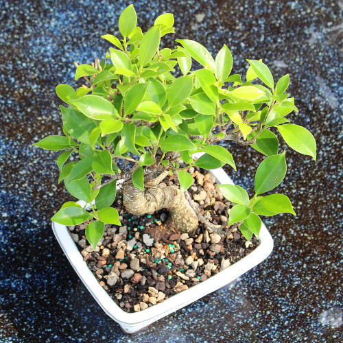 a small tree in a white pot