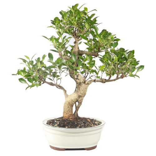 Golden Gate Ficus medium 