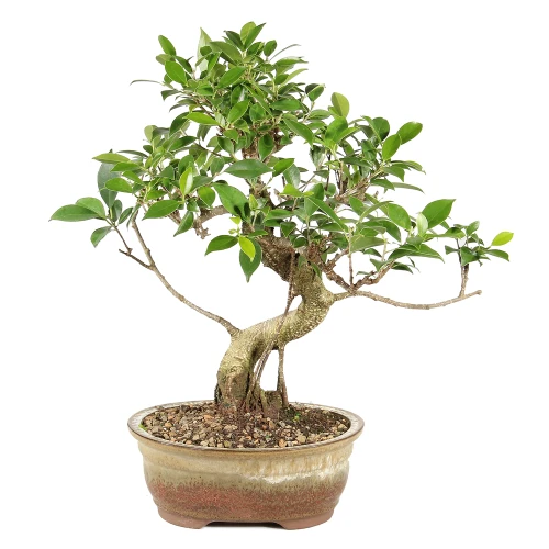 Golden Gate Ficus in a bonsai container 