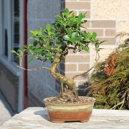 Golden Gate Ficus medium