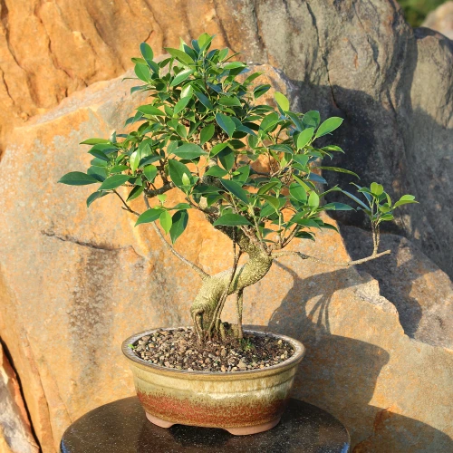Golden Gate Ficus in an outdoor setting