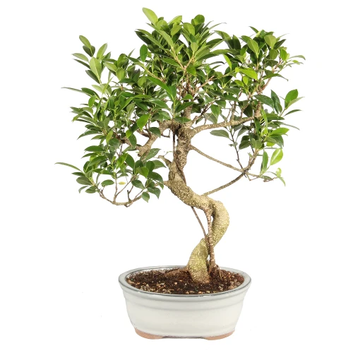 Golden Gate Ficus in a bonsai contianer 