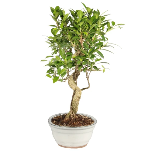 Golden Gate Ficus right side view 