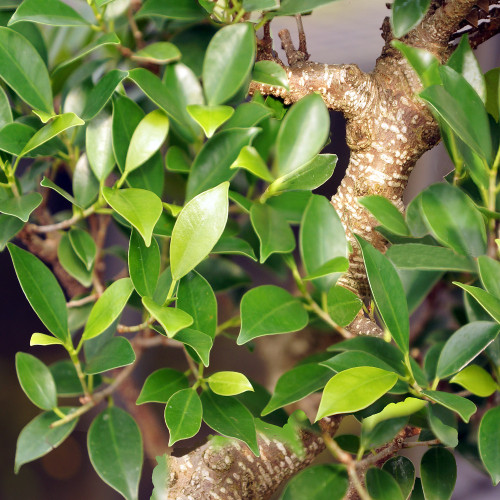 Golden Gate Ficus large Ficus microcarpa foliage view 