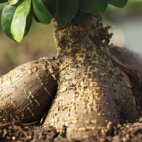Ginseng Grafted Ficus small Ficus microcarpa-"Ginseng" trunk view 