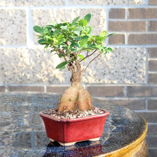 Ginseng Grafted Ficus in an outdoor setting