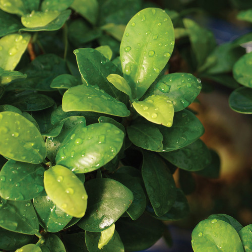 Ginseng Grafted Ficus medium Ficus microcarpa-"Ginseng" foliage view 