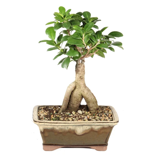 Ginseng Grafted Ficus in a bonsai container 