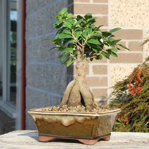 Ginseng Grafted Ficus medium