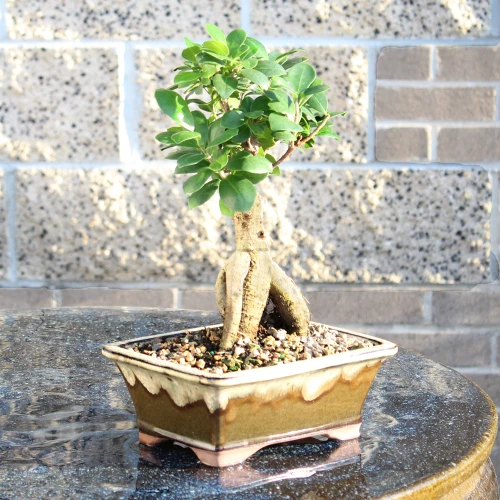 Ginseng Grafted Ficus  on a table setting