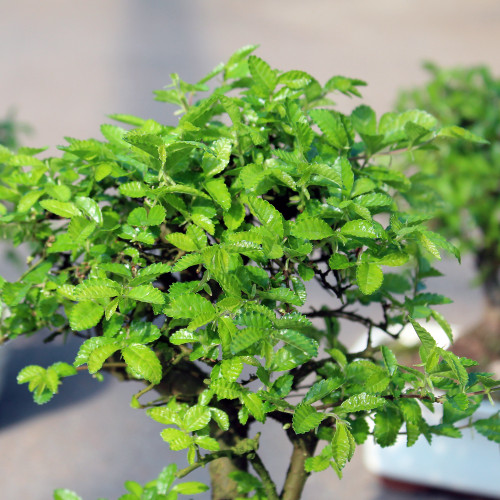 Chinese Elm - CT9005CE