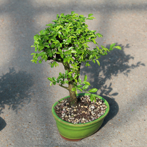 Chinese Elm - CT9005CE