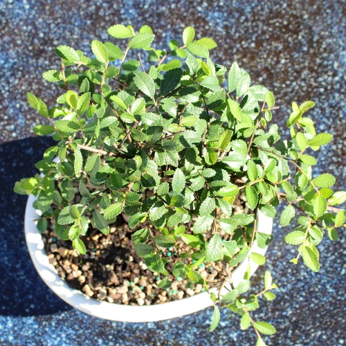 A small plant in a white bowl