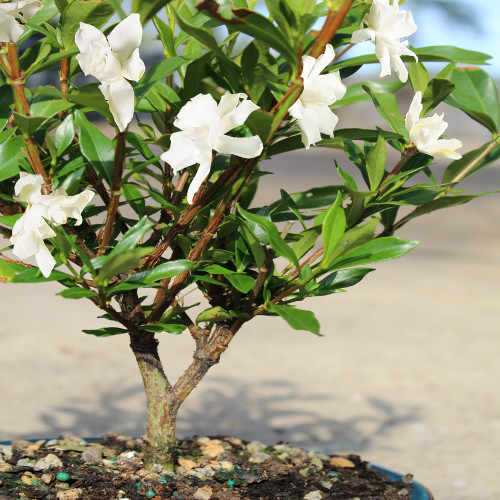 A small white flower blooms in a tiny pot, showcasing delicate petals and green leaves.