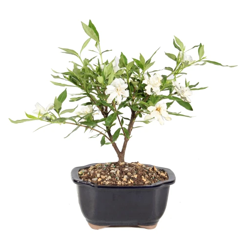 Gardenia in a bonsai container 