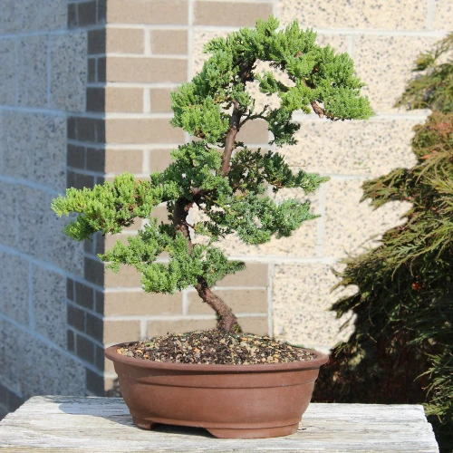 Green Mound Juniper large