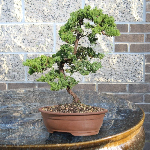Green Mound Juniper on a table setting