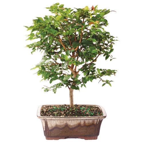 Jaboticaba (Myriciaria Cauliflora) Indoor Bonsai. - Brussel's Bonsai